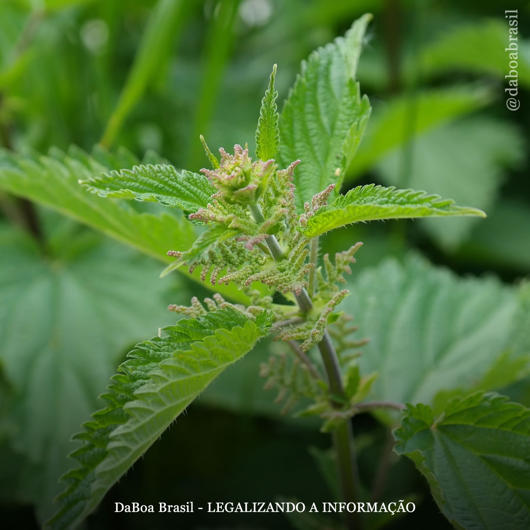 Dicas de cultivo: o uso da urtiga no cultivo de maconha