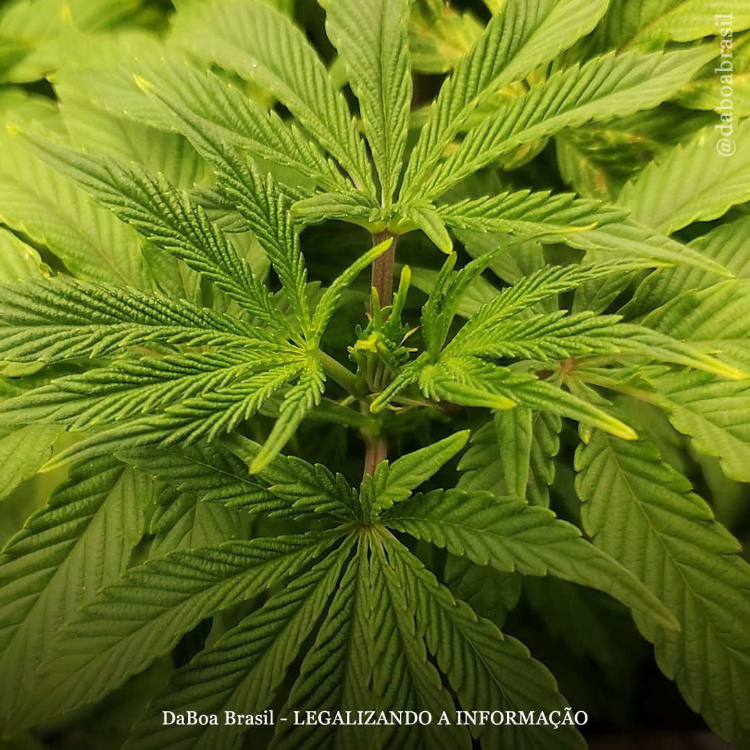 Dicas de cultivo: os segredos da poda FIM nas plantas de maconha