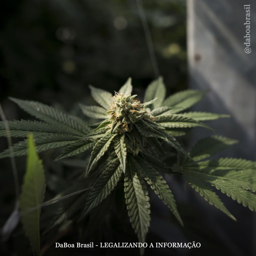 EUA: Oregon propõe programa de equidade social para a maconha