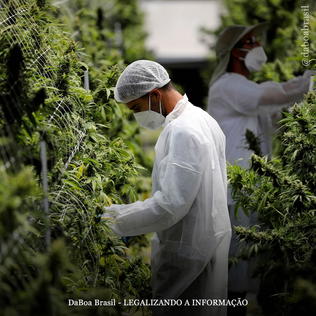 EUA: a indústria da maconha já criou 321.000 empregos em tempo integral