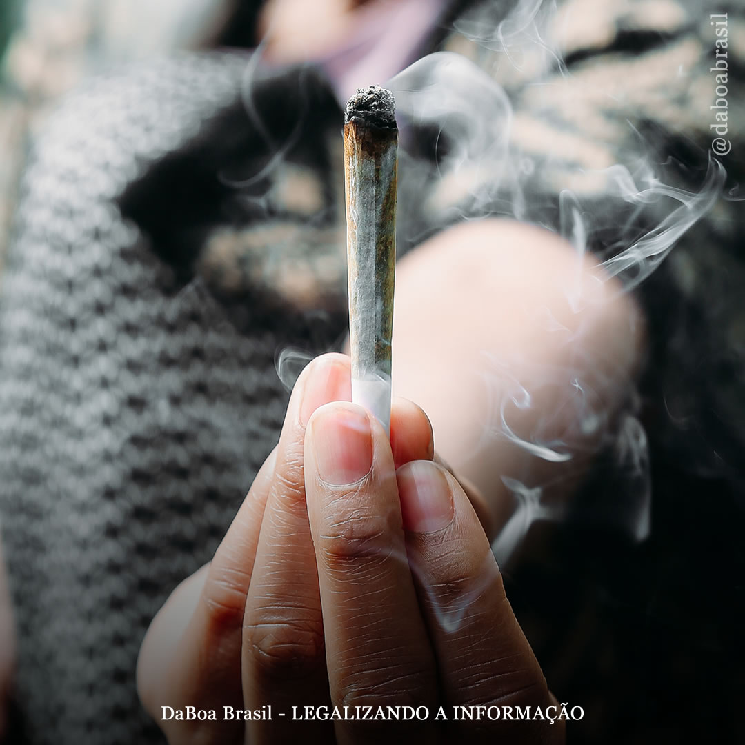 Legalização da maconha para uso adulto não está associada a efeitos sociais adversos