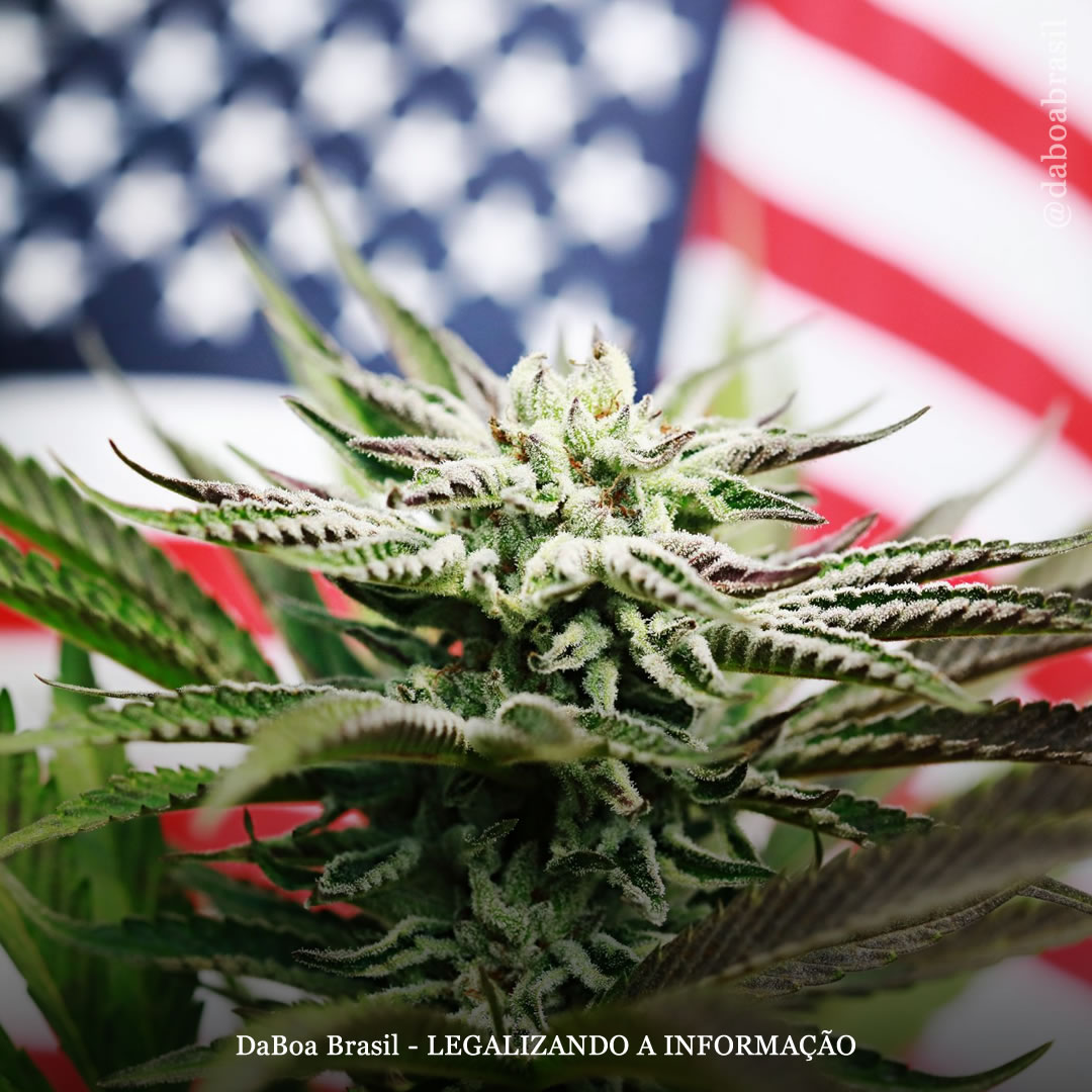 Senado dos EUA anuncia plano para legalizar a maconha em nível federal