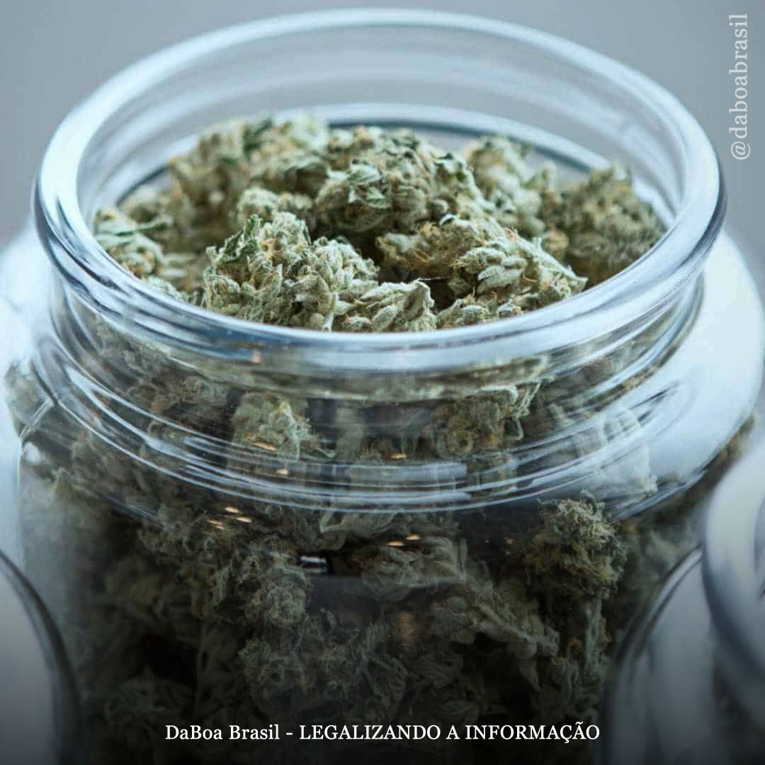 África do Sul: tribunais estão prestes a determinar se clubes de cultivo são legais