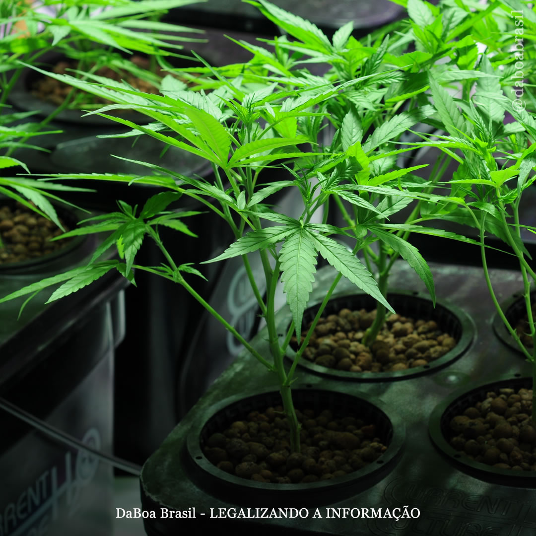 A história do cultivo hidropônico