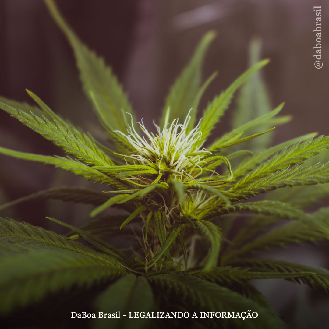 Canabinoides: os 5 tipos diferentes de THC e seus efeitos