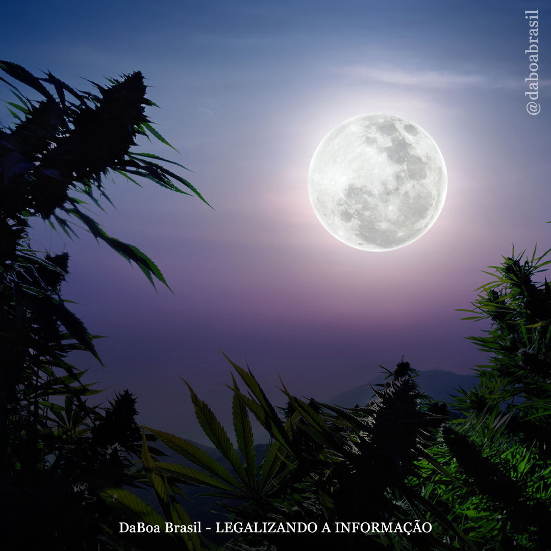 Dicas de cultivo: como cultivar maconha de acordo com o calendário lunar