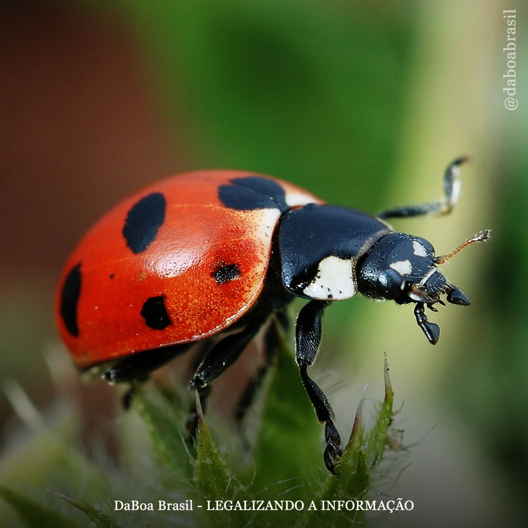 Dicas de cultivo: como usar insetos para proteger suas plantas de maconha