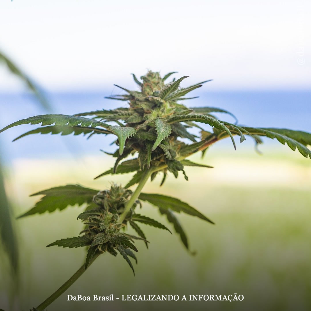 Havaí: Senado aprova a legalização do uso adulto e do autocultivo da maconha