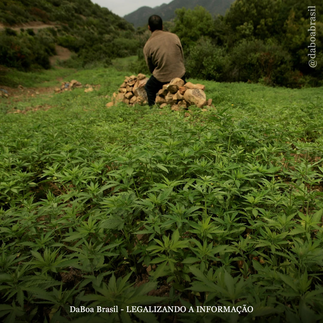 Marrocos: projeto de regulamentação da maconha causa desconfiança entre camponeses e disputas políticas