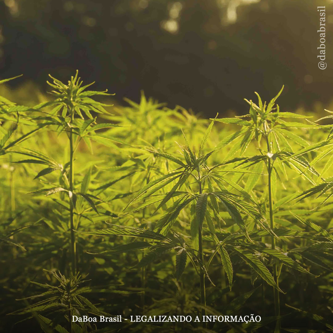 Paquistão aposta no cultivo de cânhamo como alternativa ao algodão