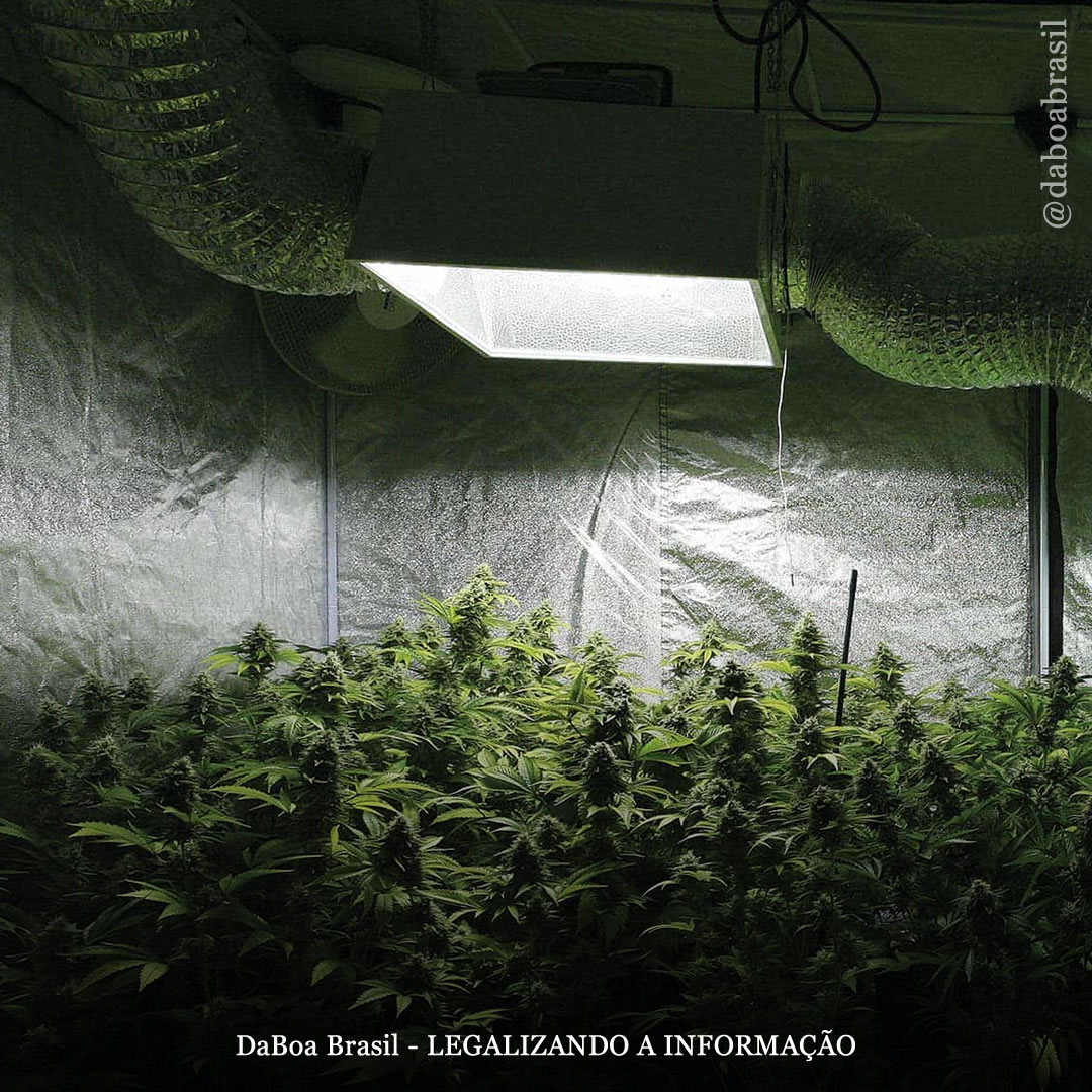 Um quilo de buds secos cultivados indoor produz entre 2,2 e 5,1 toneladas de CO2