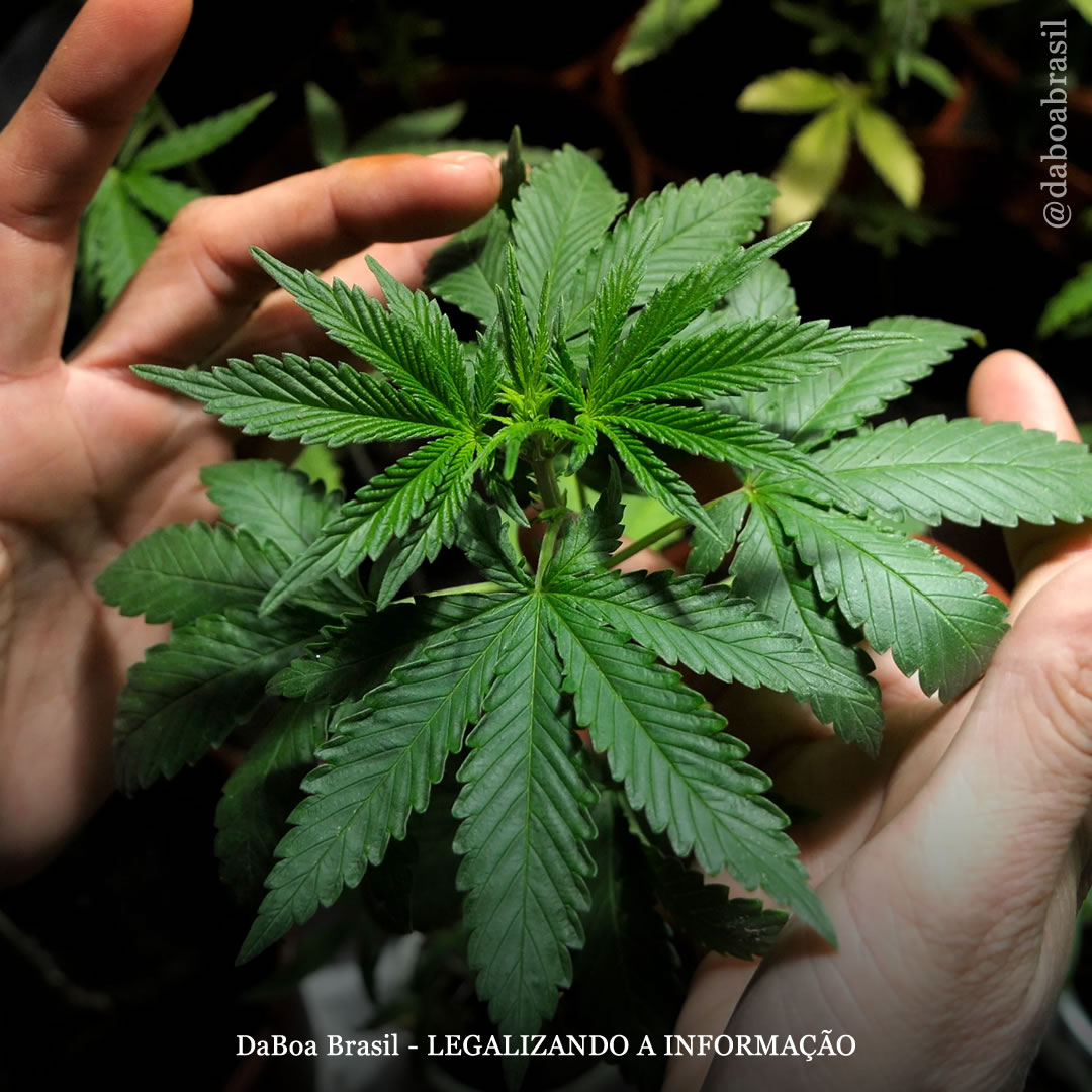 Uruguai anuncia controles adicionais sobre clubes canábicos