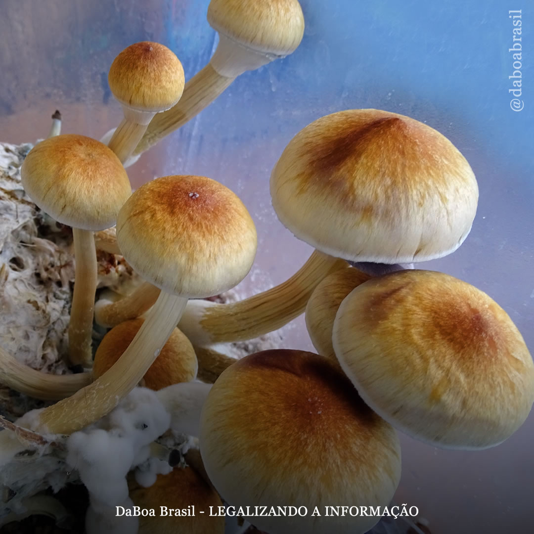 Austrália investe US $ 15 milhões em pesquisa com psicodélicos