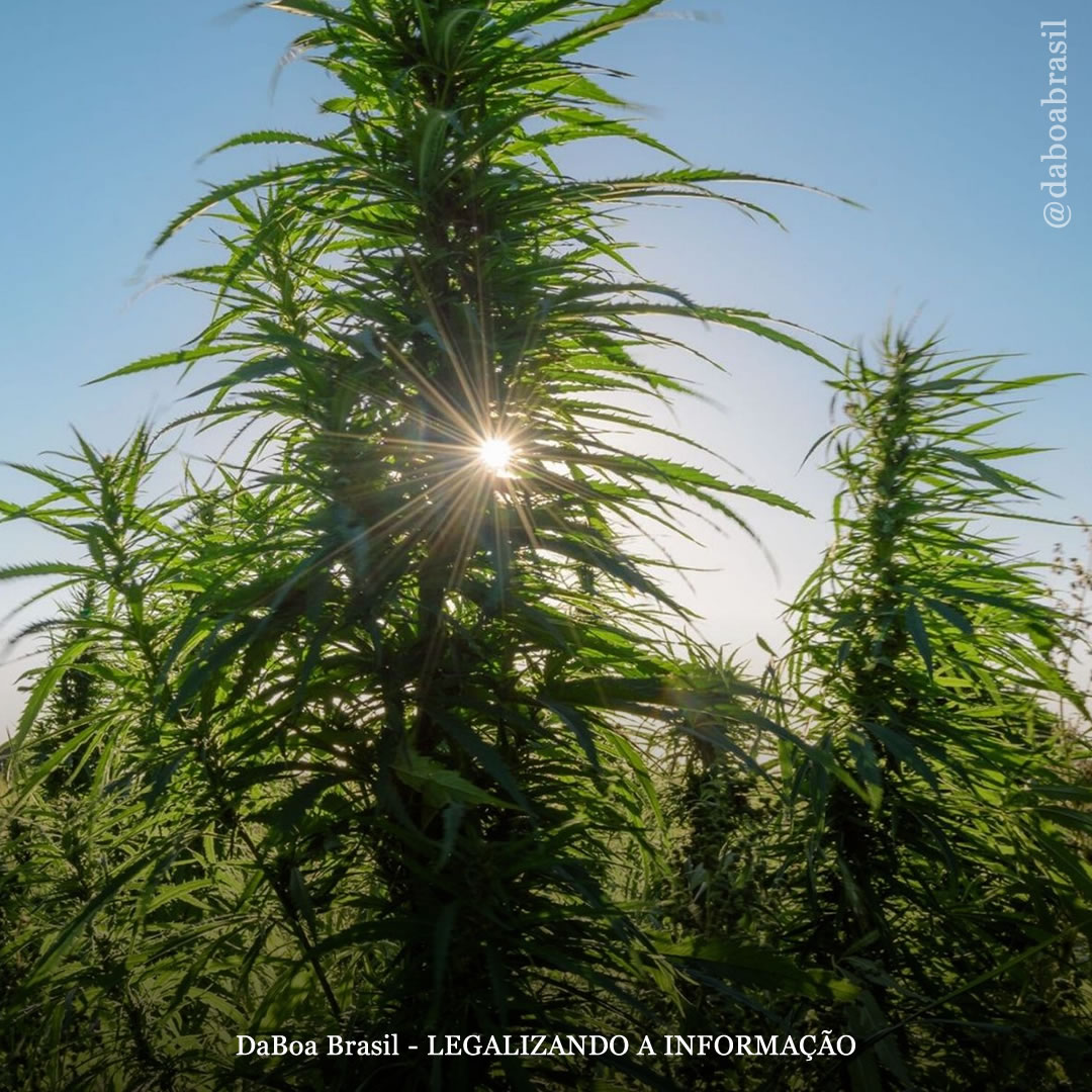 Como a cannabis pode limpar solos contaminados?