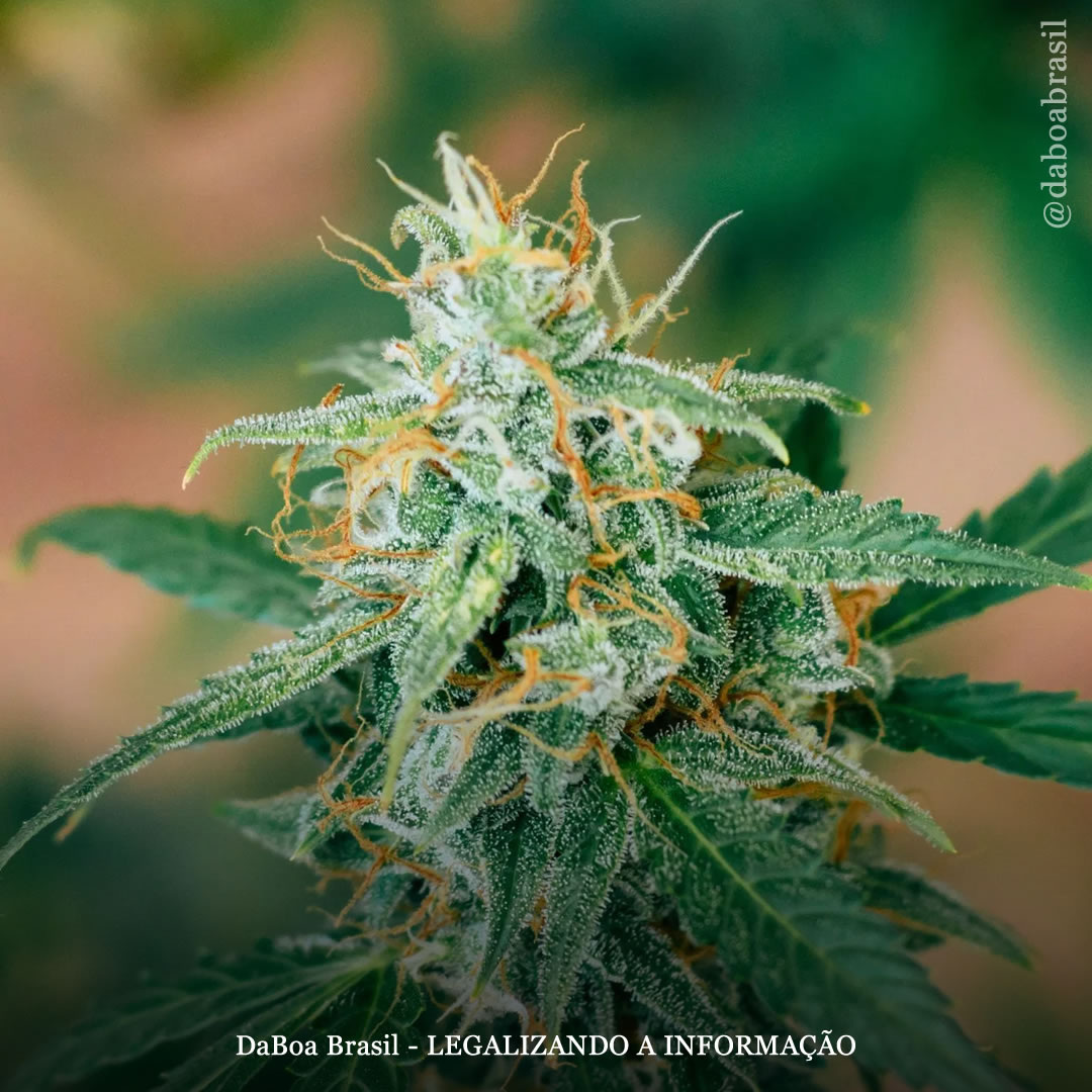 Como a maconha pode ajudar com a sinusite?