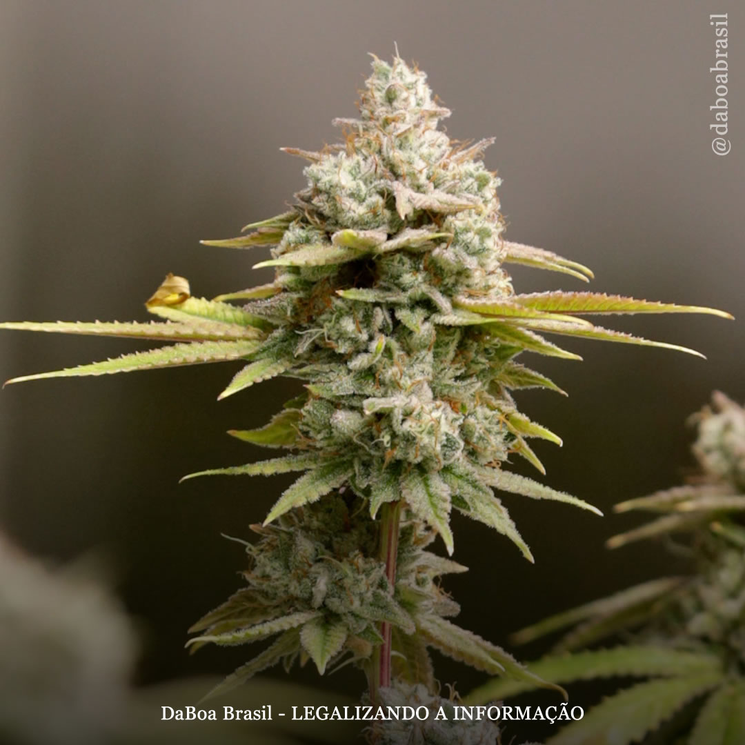 Denver (Colorado) aprova delivery e uso de maconha em alguns clubes e bares