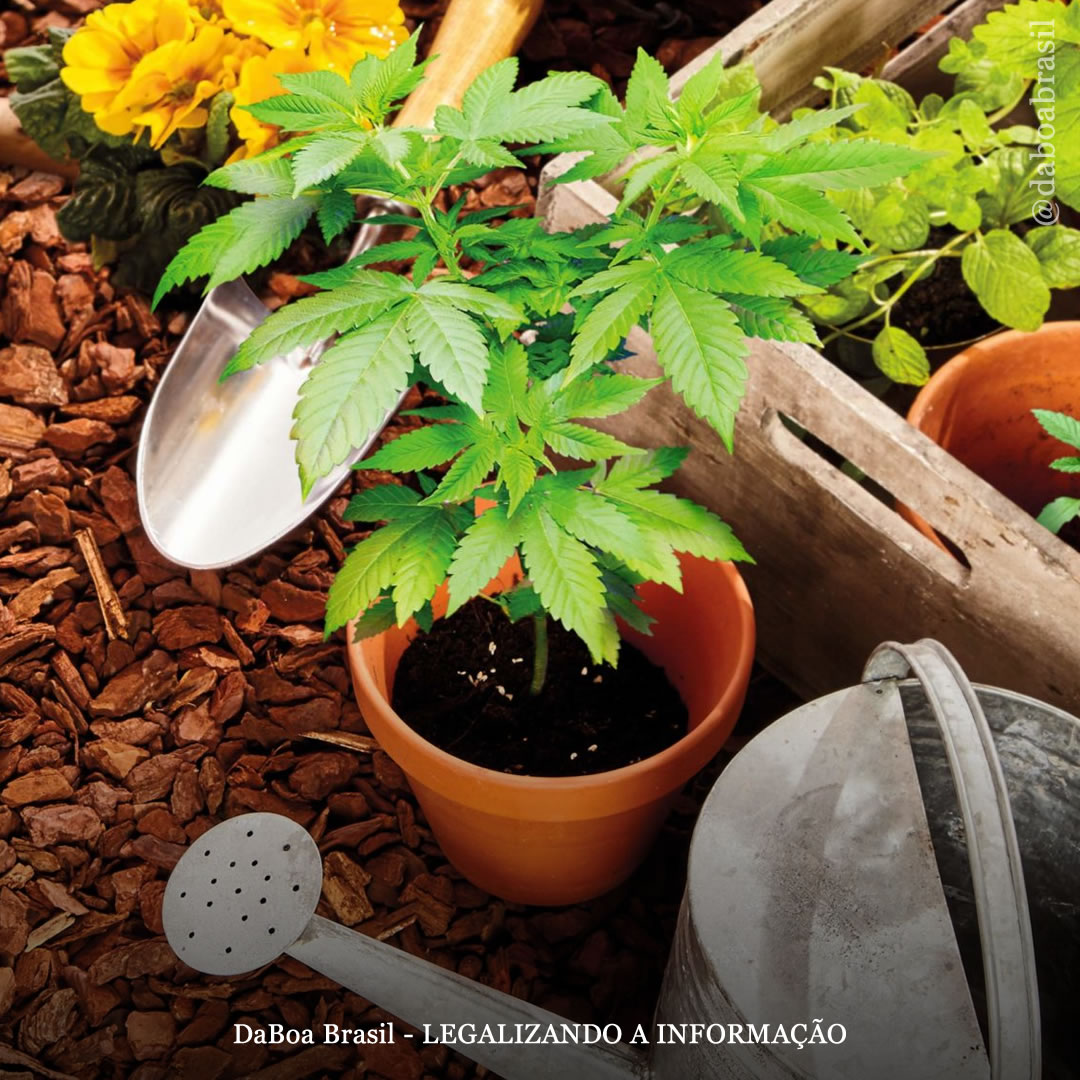 Dicas de cultivo: maconha e policultura – tudo que você precisa saber