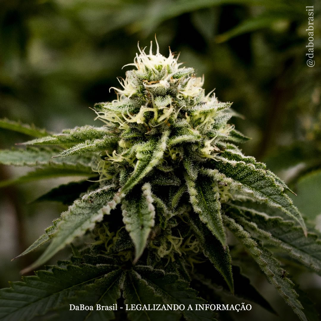 EUA: Novo México legaliza o uso adulto da maconha