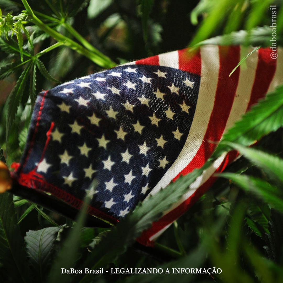 EUA: legalização federal da maconha está chegando, diz senador