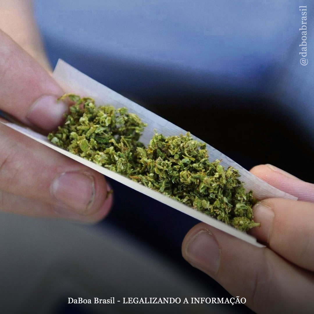 Não há evidências de impacto significativo nas habilidades cognitivas devido ao uso de maconha, diz estudo