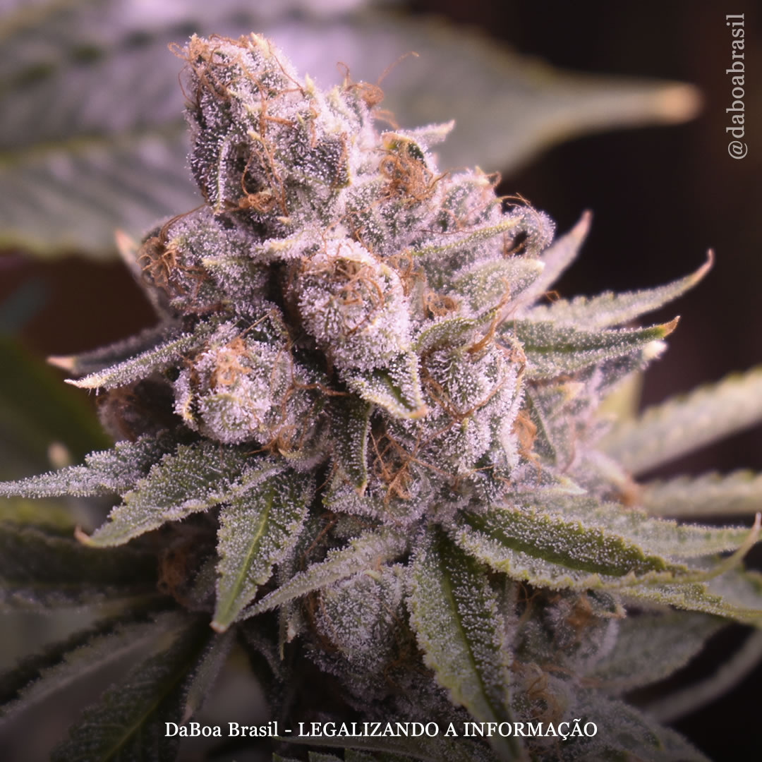 Número de uruguaios que cultivam sua própria maconha aumenta 50%