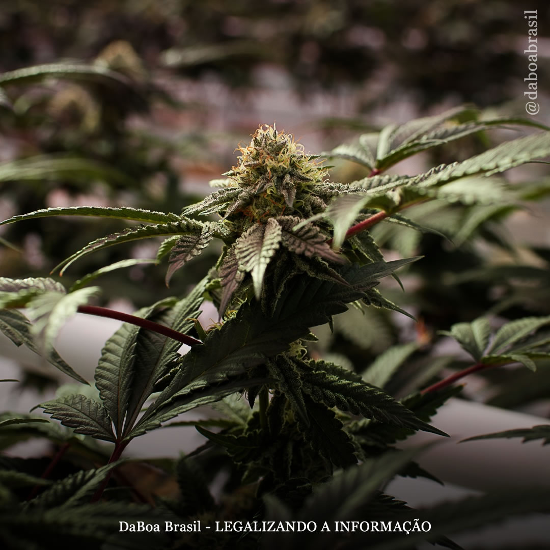 YouTube reduz as restrições em vídeos com conteúdo sobre drogas