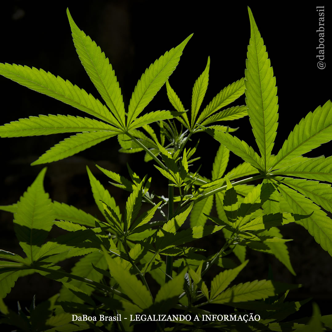 África do Sul: cultivadores protestam contra racismo no processo de licenciamento da maconha