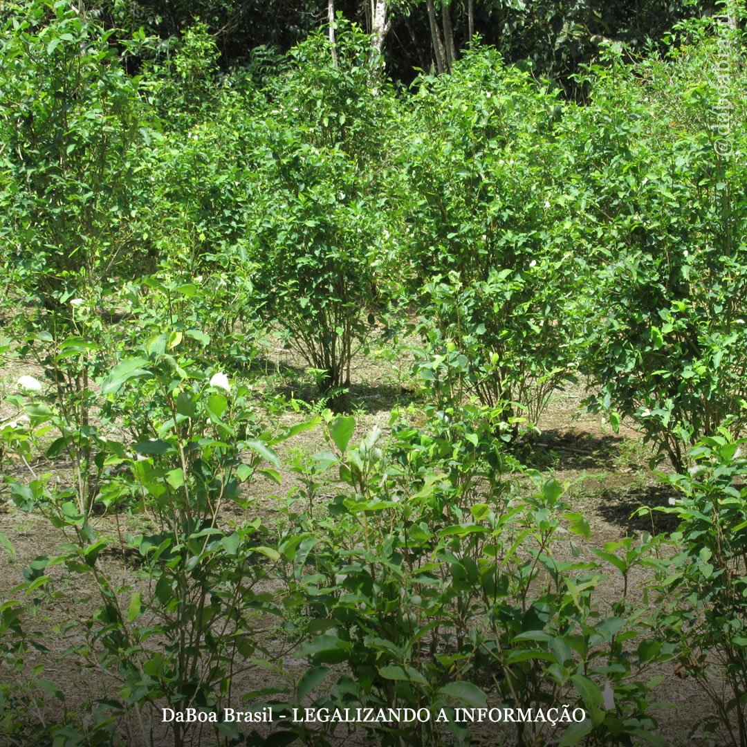 Bolívia diz à ONU para não se meter com seus cultivos de folhas de coca