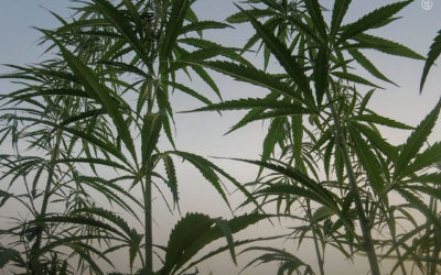 China: vestígios arqueológicos revelam uso ancestral da maconha para fins medicinais