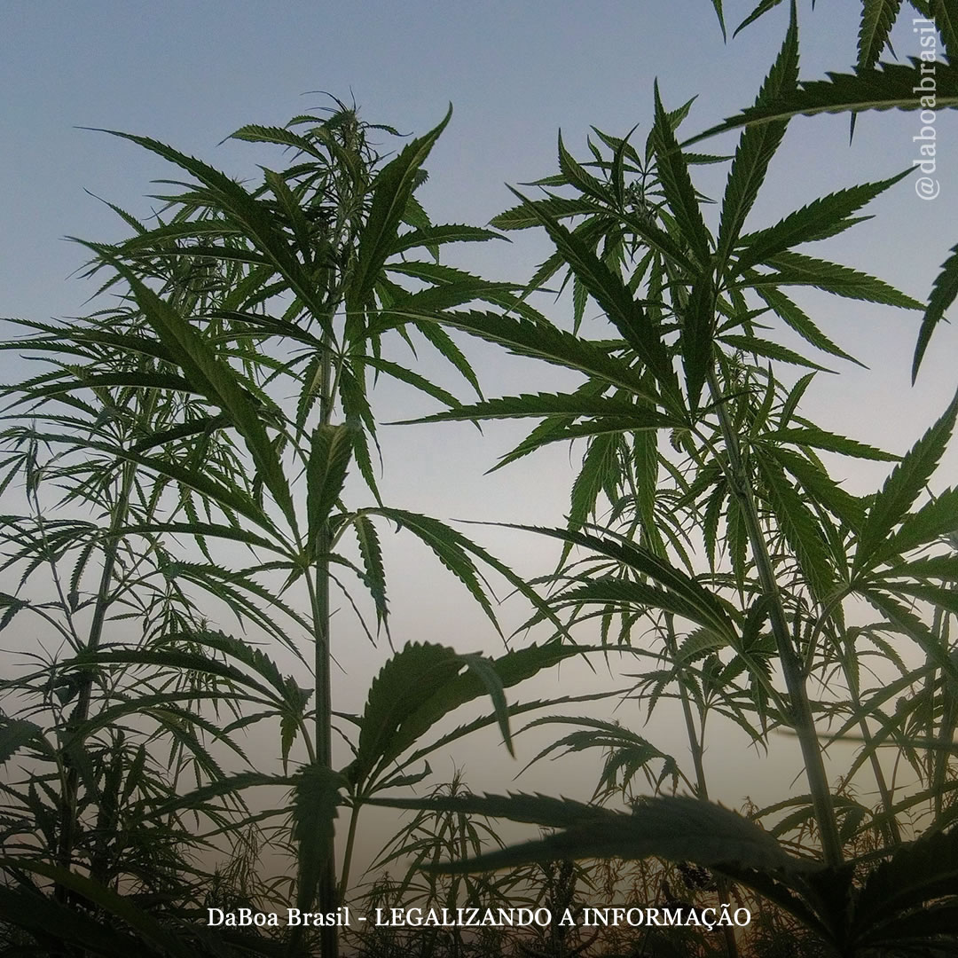 China: vestígios arqueológicos revelam uso ancestral da maconha para fins medicinais