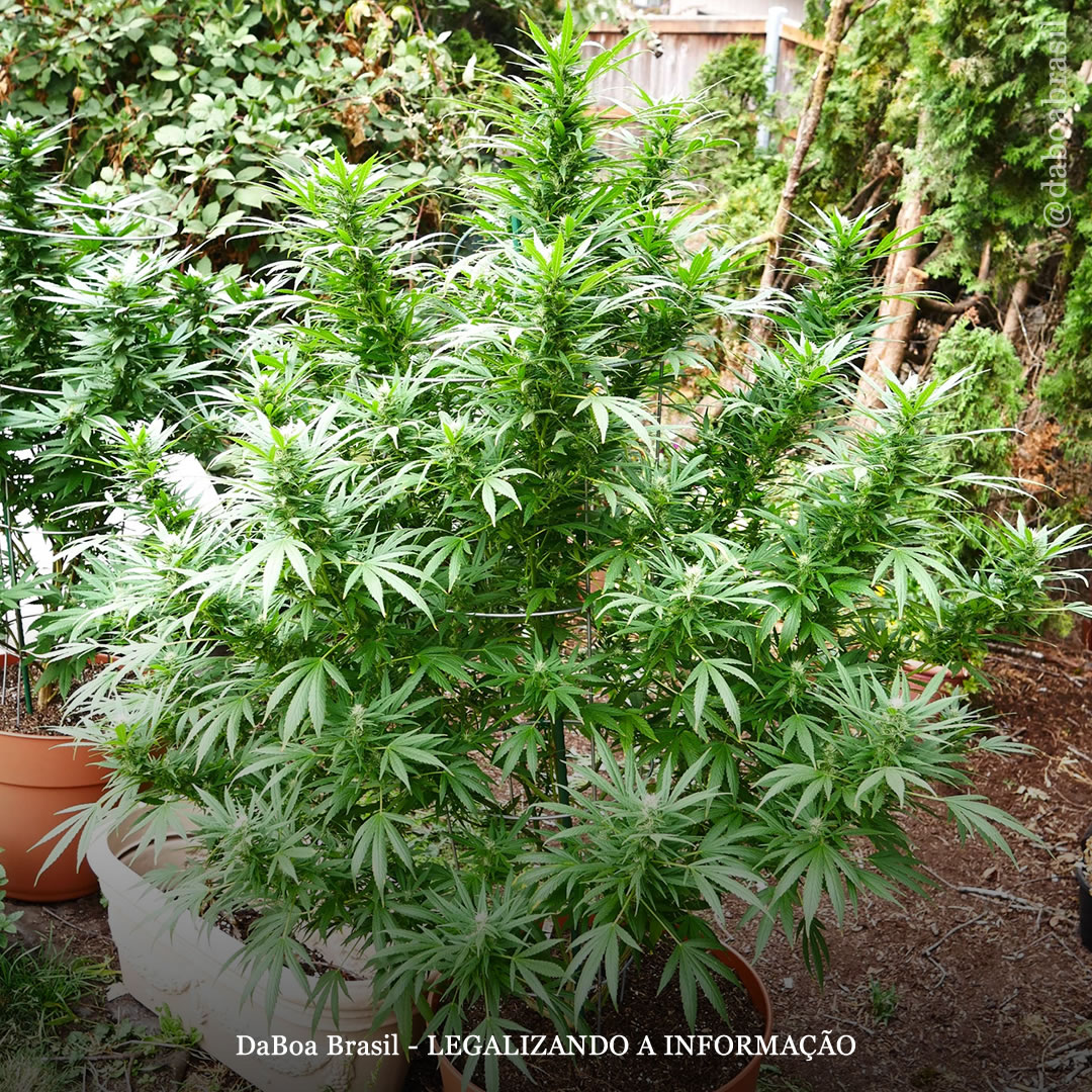 Dicas de cultivo: 5 truques para proteger suas plantas de maconha
