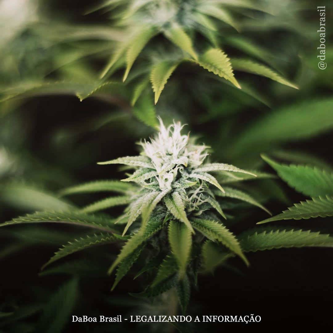 EUA: republicanos apresentam projeto de lei federal sobre maconha sem provisões de equidade social