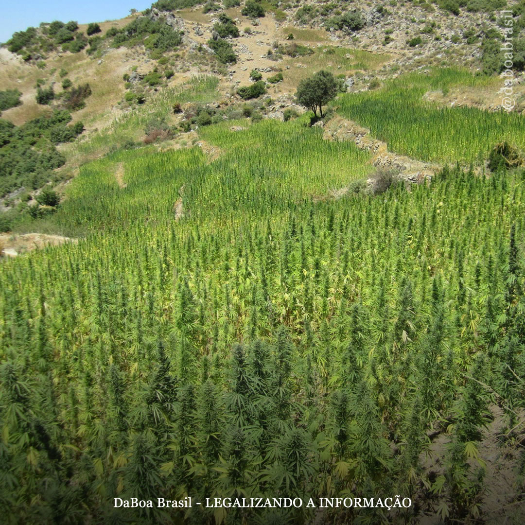 Legalização da maconha no Marrocos dará anistia aos cultivadores