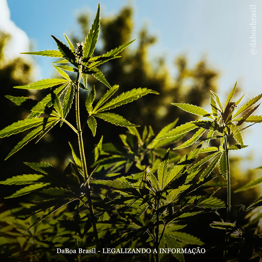 A cannabis e a descontaminação de solos radioativos