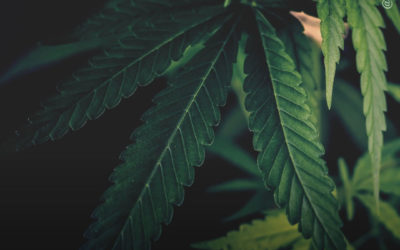 Baseado em fatos: a história da Cannabis
