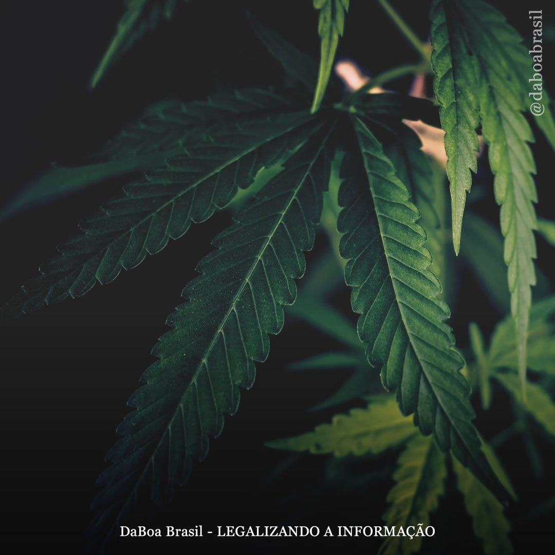 Baseado em fatos: a história da Cannabis