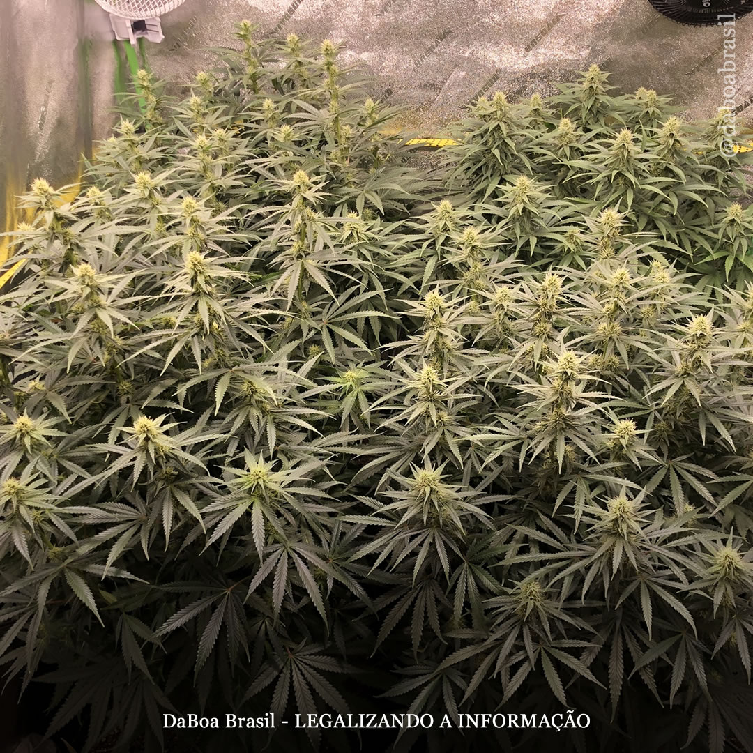 Dicas de cultivo: como fazer uma tenda de cultivo para maconha