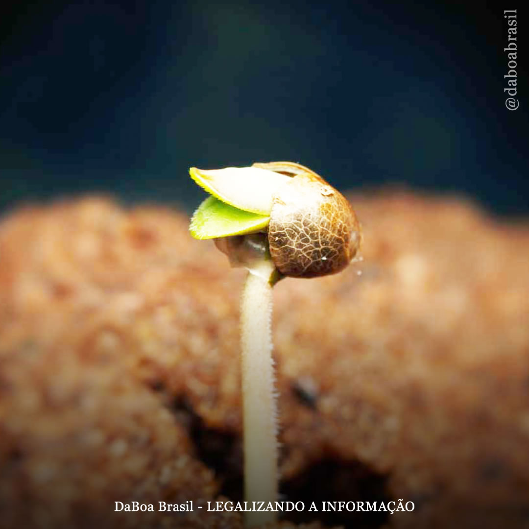 Dicas de cultivo: informações sobre sementes regulares