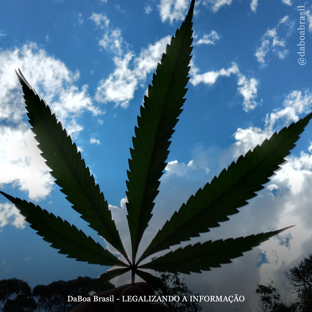 Cannabis é Maconha: oportunismo é mato | Coluna Ganja Fighters