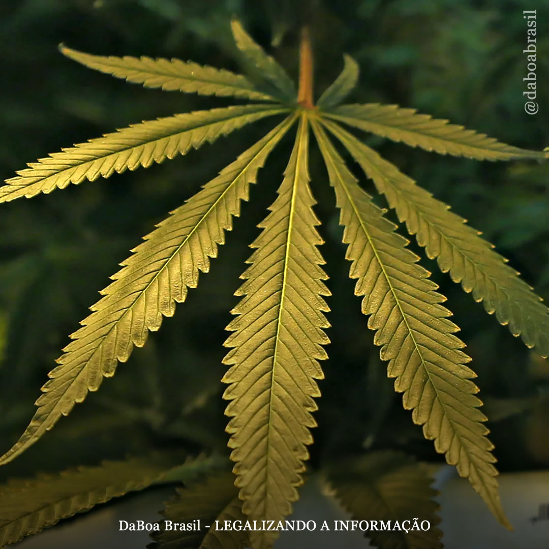 Dicas de cultivo: as principais pragas que afetam o cultivo de maconha