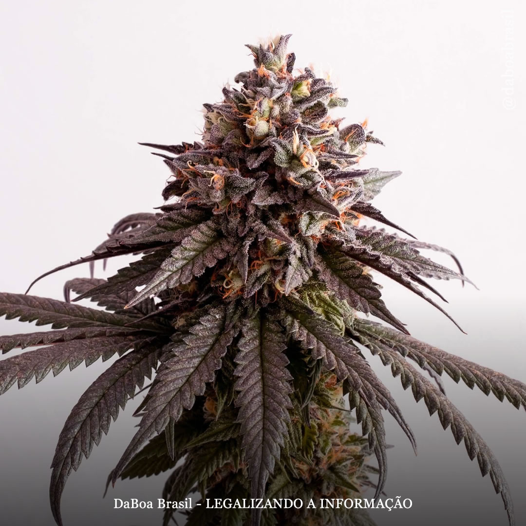 Dicas de cultivo: como estabilizar uma variedade de maconha