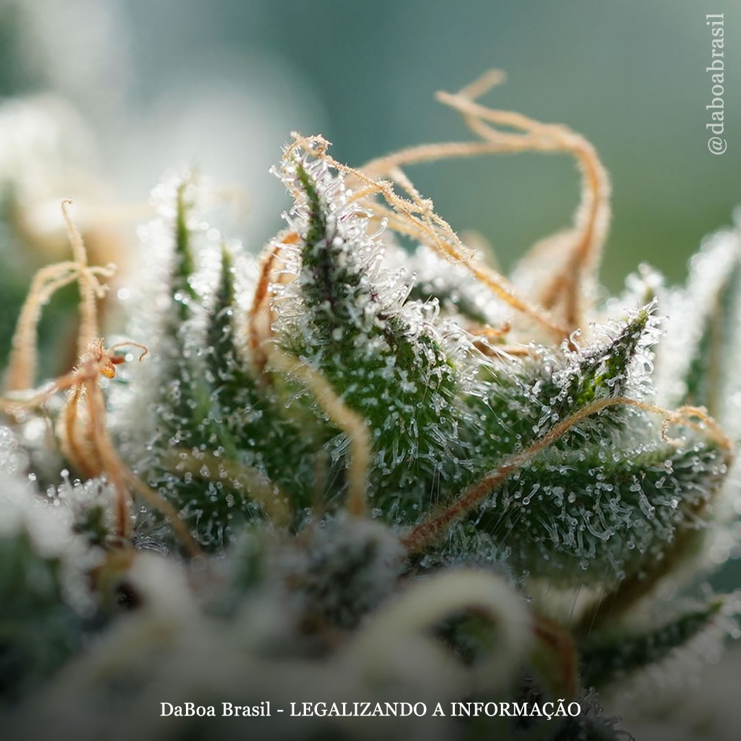 Dicas de cultivo: como maximizar os terpenos de suas plantas de maconha