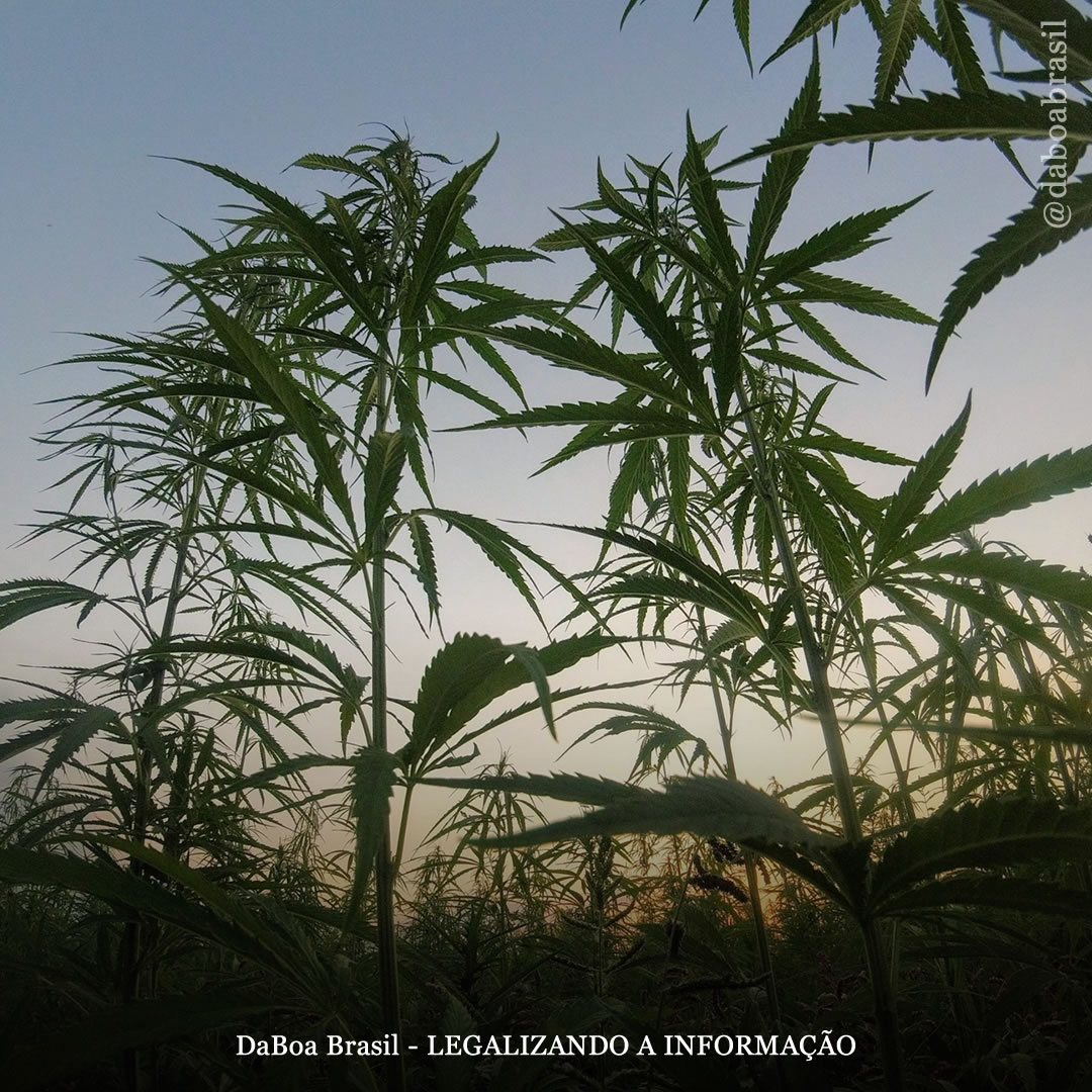 Dicas de cultivo: o que são as variedades de maconha Landrace e Heirloom?