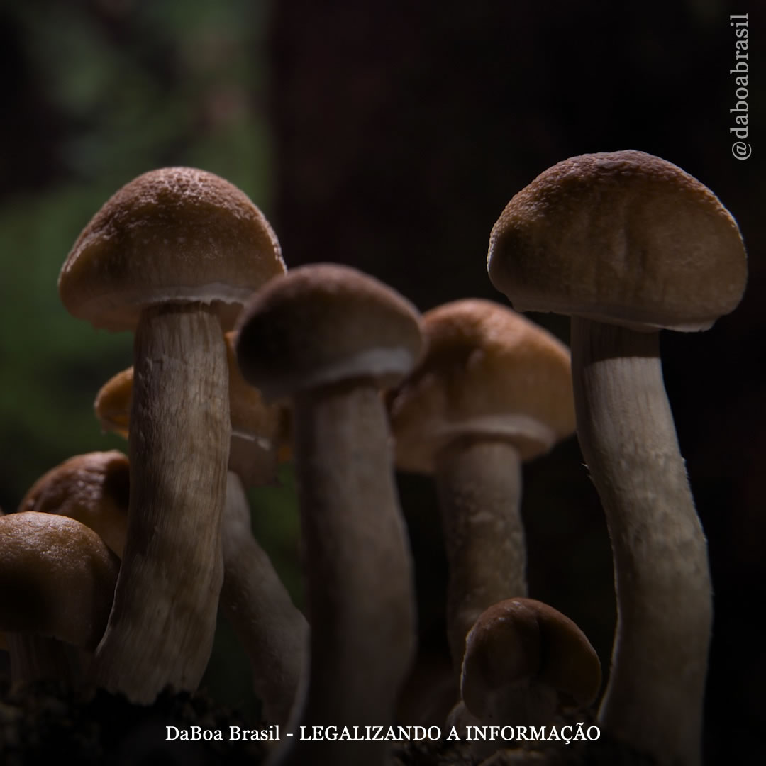 Jamaica: governo quer atrair a indústria dos cogumelos mágicos