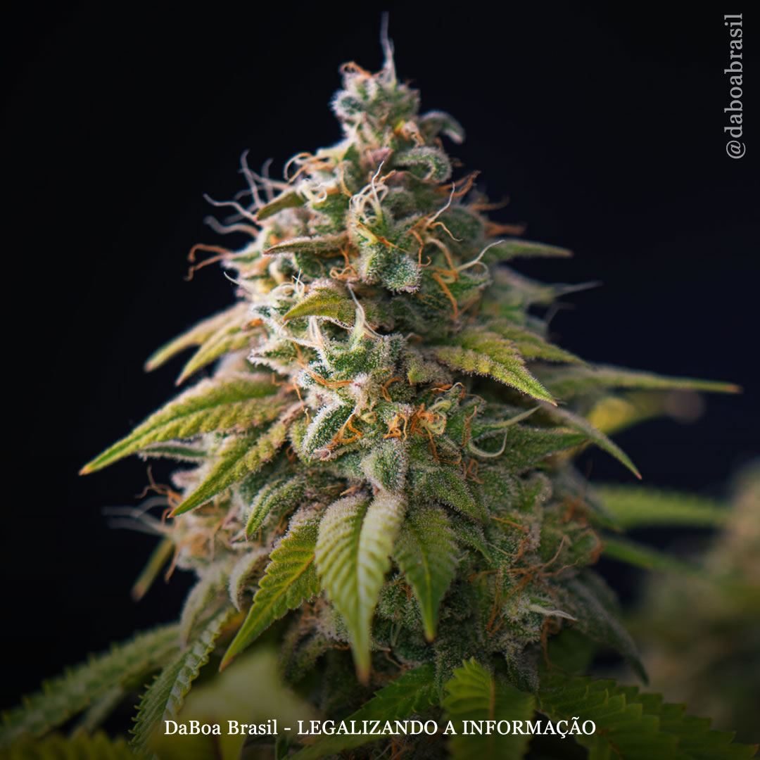 Maconha e espiritualidade: uso da planta em diversas religiões do mundo