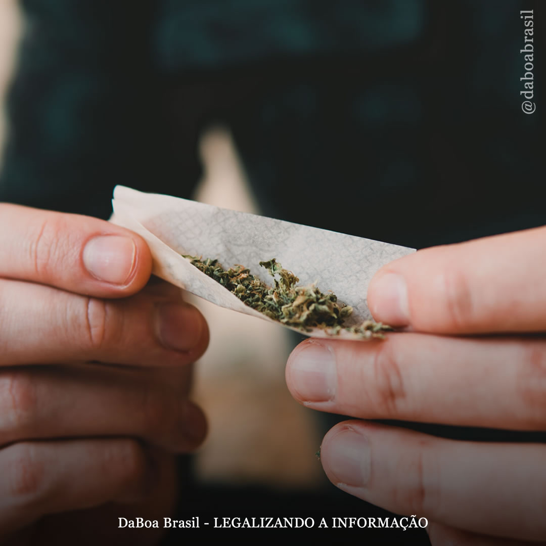 Redução de Danos: é seguro fumar maconha todos os dias?