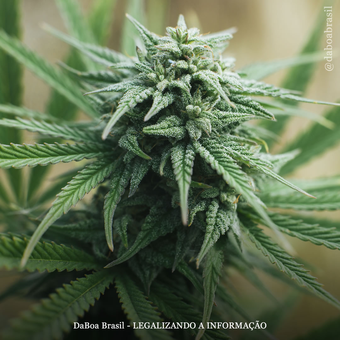 A maconha foi domesticada pelo ser humano há 12.000 anos, diz estudo