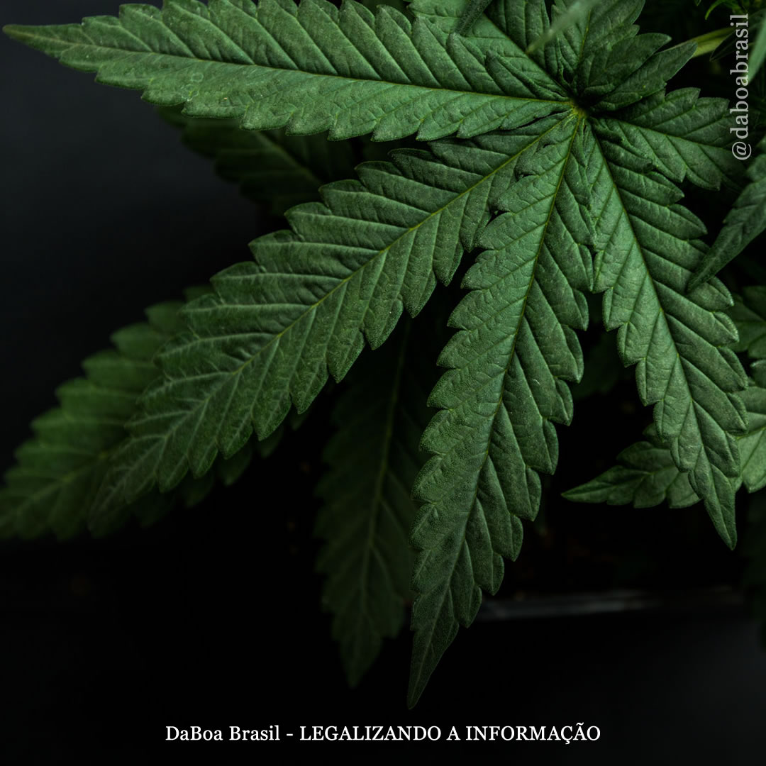 A maconha pode tratar doenças relacionadas à trombocitopenia