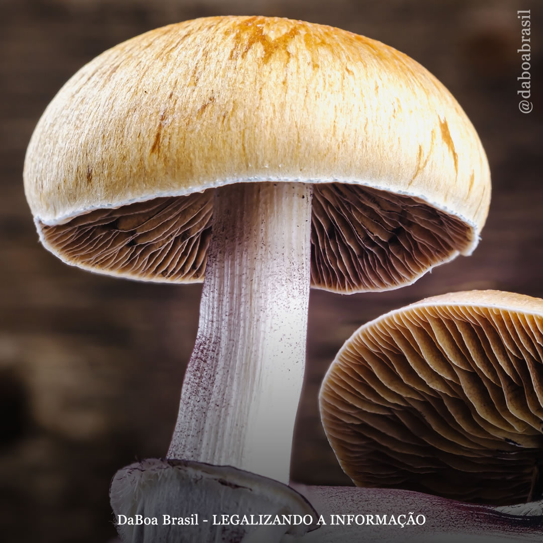 Cidade em Michigan aprova o mês da conscientização sobre enteógenos e psicodélicos