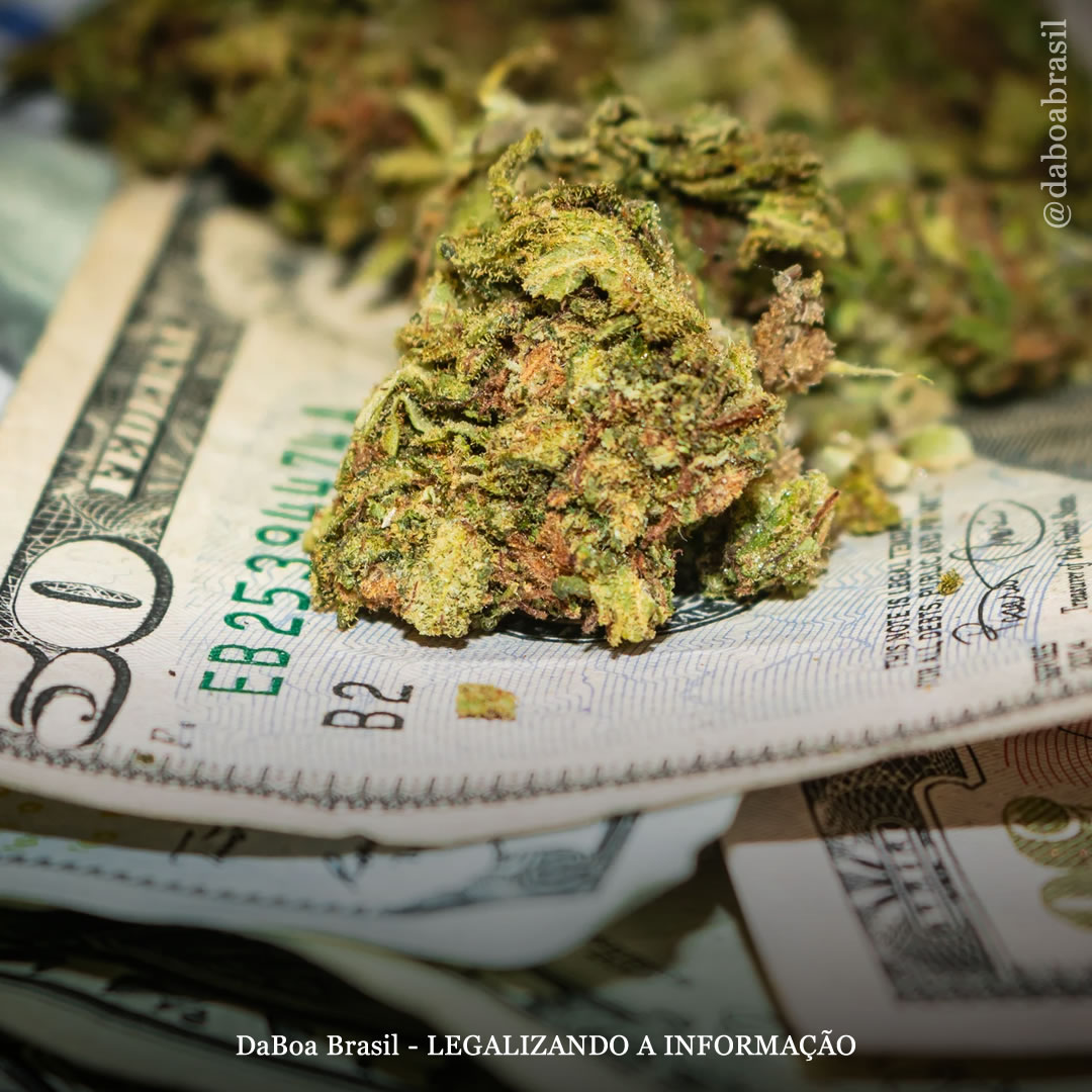 Colorado pode votar no aumento de impostos sobre a maconha para financiar programas educacionais